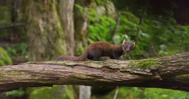Evropská Borovice Jedí Převráceném Stromě Lese Divoké Zvíře Natočeno Zpomaleném — Stock video