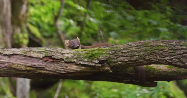 Evropská Borovice Jedí Převráceném Stromě Lese Pak Uteče Divoké Zvíře — Stock video