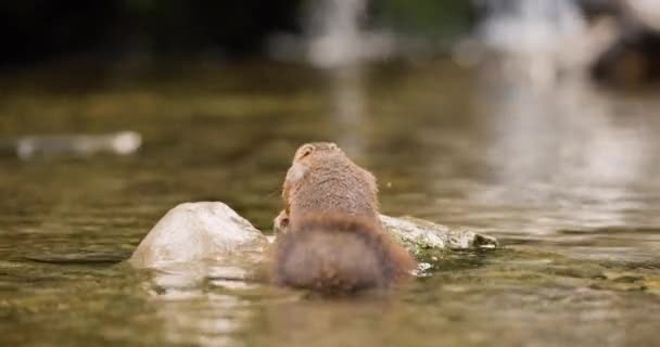 Red Squirrel Swims Water Finds Nut Rocks Jumps Away Filmed — Vídeos de Stock