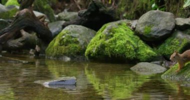 Red squirrel jump to a rock in the water below waterfall stream. Filmed in slow motion.