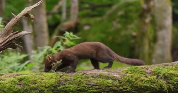 European Pine Marten Running Overturned Tree Woods Wild Animal Filmed — Vídeo de Stock