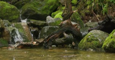 Slow motion of rain falling on water pond surface in the forest. Water stream in the background.