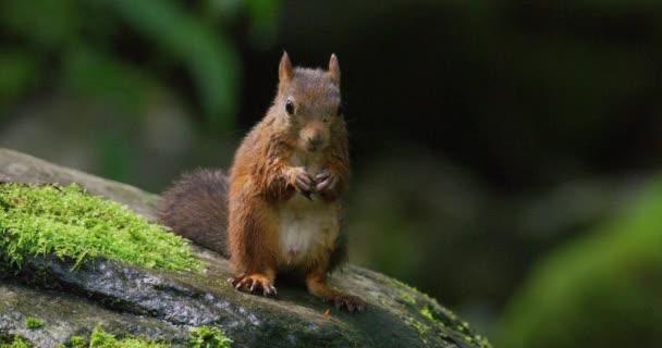 Portrait Beautiful Red Squirrel Eating Food Stone Water Waterfall Stream — Stockvideo