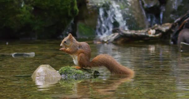 Портрет Красивой Красной Белки Поедающей Пищу Камне Воде Водопад Заднем — стоковое видео