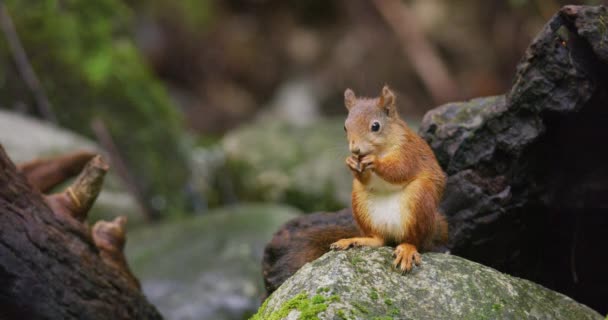 Portrait Beautiful Red Squirrel Eating Food Stone Water Waterfall Stream — 비디오