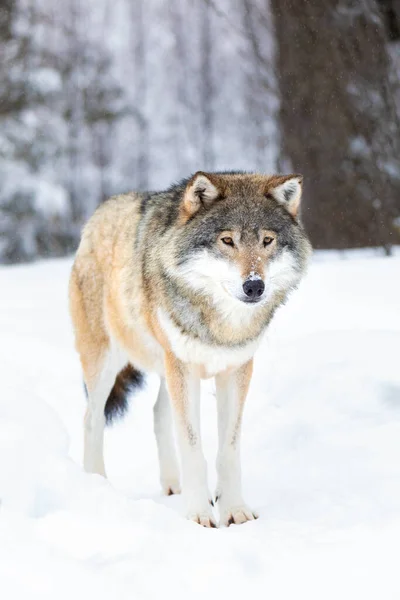 One beautiful male wolf standing in the woods a cold winter day. Snow on the ground and on the trees.