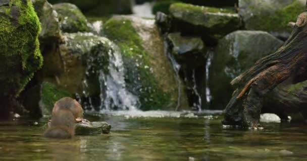 Red Squirrel Swims Water Finds Nut Rocks Jumps Away Filmed — Stockvideo