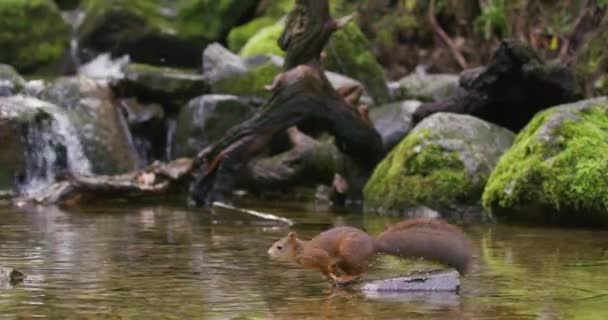 Rotes Eichhörnchen Springt Auf Einen Felsen Wasser Und Findet Eine — Stockvideo