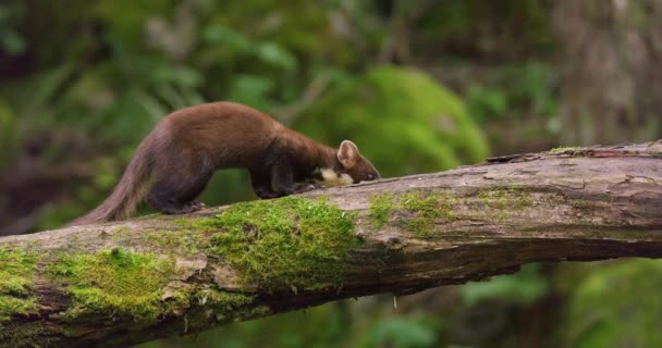Evropská Borovice Jedí Převráceném Stromě Lese Divoké Zvíře Natočeno Zpomaleném — Stock video