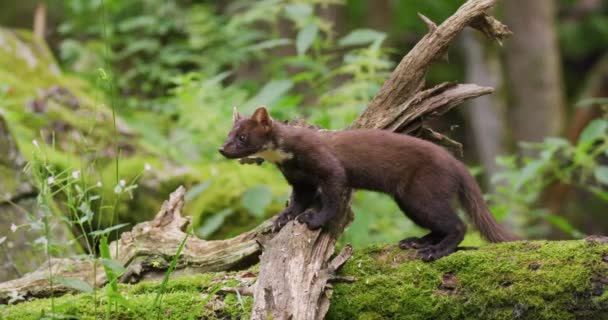 Vad Európai Fenyőnyest Sétál Szűz Erdőben Vadállat Lassított Felvételen — Stock videók