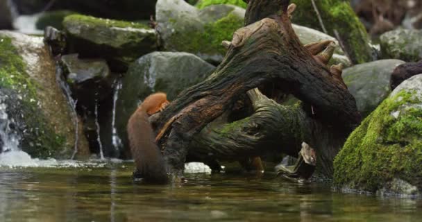 Χαριτωμένος Κόκκινος Σκίουρος Τρώει Φαγητό Στο Κορμό Του Δέντρου Στο — Αρχείο Βίντεο