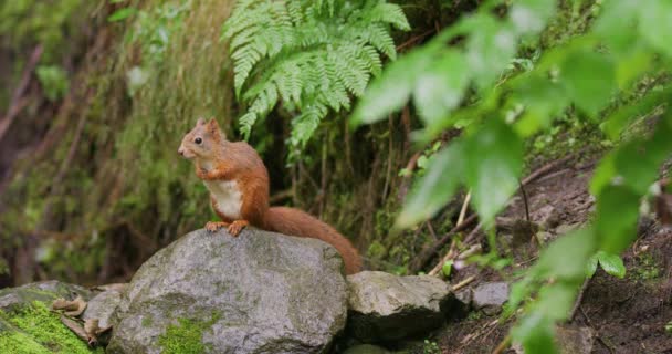 Portrait Beautiful Red Squirrel Eating Food Stone Forest — Stockvideo