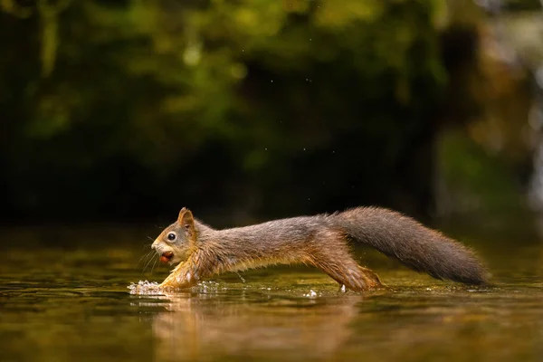 Wild red squirrel jump and runs in the water with a nut in mouth.