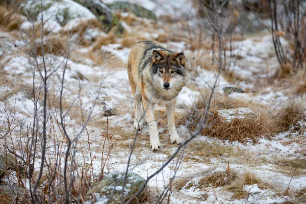 Beautiful adult male wolf standing in the woods. Snow on the ground at early winter.