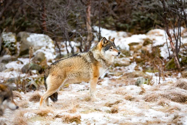 Magnificent alpha male wolf in pack standing in the woods looking. Snow on the ground at early winter.