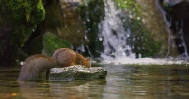 滝の流れの下の口の中にナットと水の中の岩からの赤いリスのジャンプのクローズアップ — ストック動画