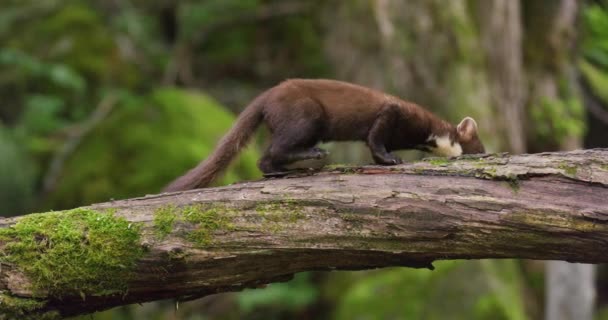 European Pine Marten Eating Overturned Tree Woods Wild Animal Filmed — Vídeo de Stock