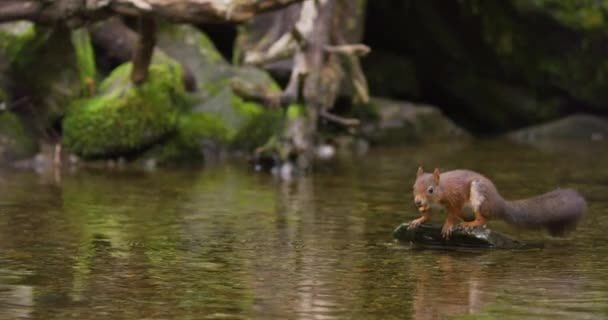 Rode Eekhoorn Zwemt Het Water Awith Een Moer Mond Vind — Stockvideo