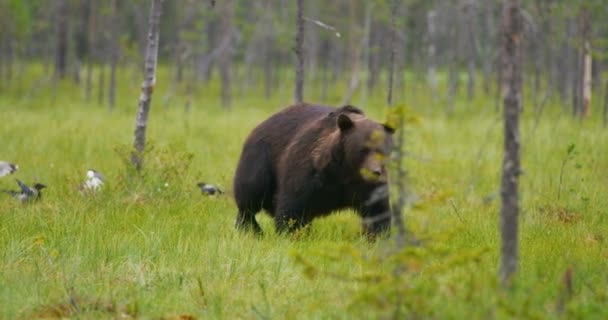 Duży Niedźwiedź Brunatny Chodzenie Wolnym Późnym Wieczorem Lesie Ursus Arctos — Wideo stockowe