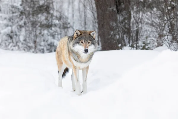 Grote Wolf Staat Het Prachtige Koude Winterlandschap Sneeuw Grond Bomen — Stockfoto