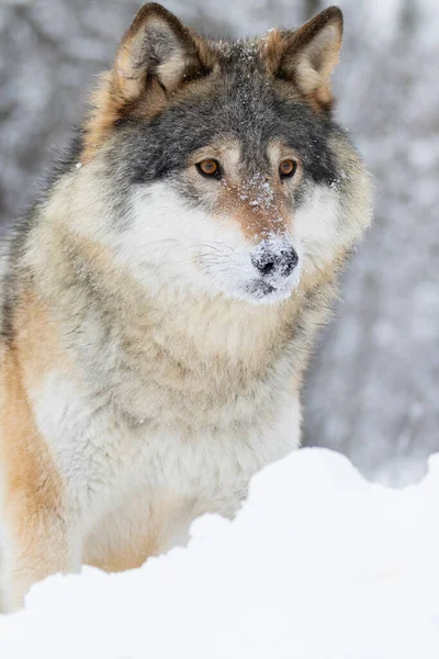 Close-up of wolf standing in the woods with large wild eyes a cold winter day. Snow on the ground and on the trees in forest.