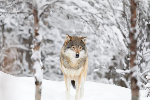 寒い冬の日に森の中に一人の美しいオスのオオカミが立っている 地面や木の上の雪 — ストック写真