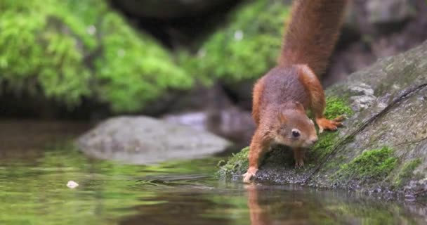 Ardilla Roja Mirando Alrededor Del Suelo Del Bosque Cerca Del — Vídeos de Stock