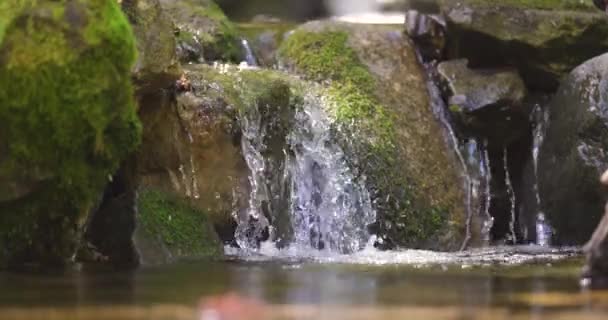 Kis Vízesés Patak Egy Erdőben — Stock videók