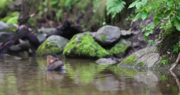 Red Squirrel Jump Rock Water Shake Water Slow Motion — Stock Video