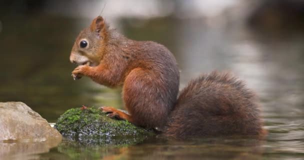 Das Porträt Eines Schönen Roten Eichhörnchens Das Nüsse Steinen Wasser — Stockvideo