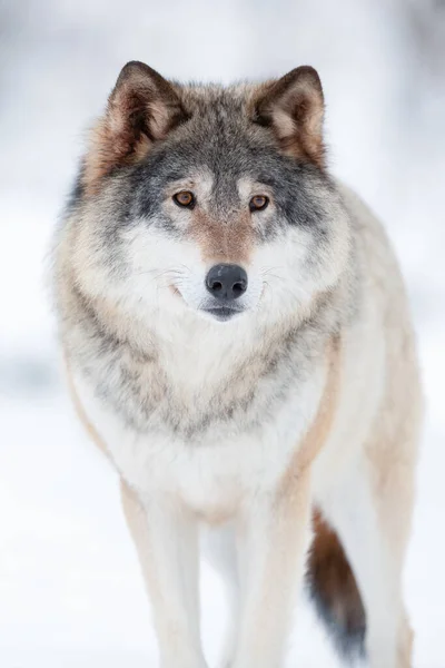 Eurazjatycki Wilk Odwraca Wzrok Stojąc Zimą Krajobrazie — Zdjęcie stockowe