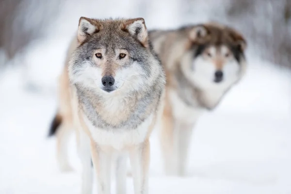 Lobos Eurasianos Olhar Para Paisagem Coberta Neve — Fotografia de Stock