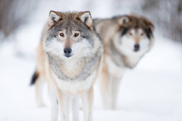 Eurasian wolves staring while standing on snow covered landscape