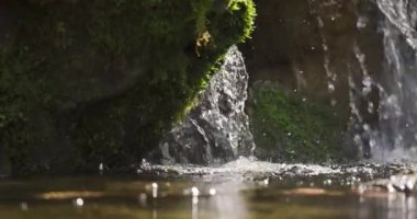 Ormandaki bir su birikintisinde küçük bir şelale. Yavaş çekim.