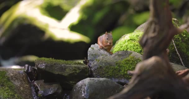 Экологический Портрет Красной Белки Ищущей Пищу Лесной Подстилке — стоковое видео