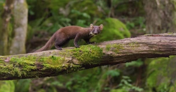 European Pine Marten Running Overturned Tree Woods Wild Animal Filmed — стокове відео