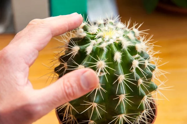 Hand Touches Barbed Cactus Office Cactus Table Computer Horizontal — Stock Photo, Image