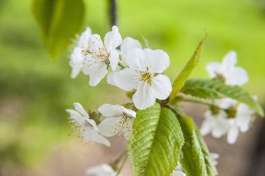 İlkbaharda kiraz çiçeğinin güzel beyaz çiçekleri. Yeşil arka planda çiçeklerin oldukça neşeli bir fotoğrafı.