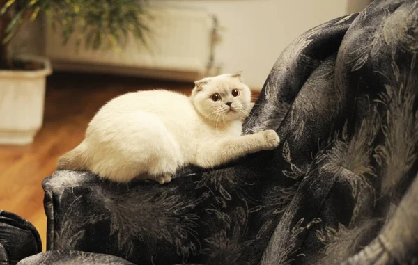 British Shorthair White Cat Lying Sofa Room She Has Frightened — Stock Photo, Image