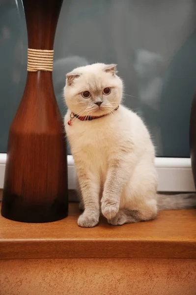 Retrato Hermoso Gato Gris Sentado Alféizar Madera Gato Mira Hacia —  Fotos de Stock