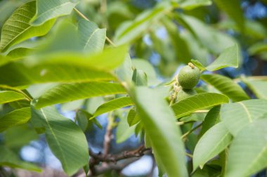 Ceviz yapraklı güzel yeşil arka plan, mavi gökyüzünün arka planında ceviz meyveleri. Cevizler ağaçta olgunlaşır