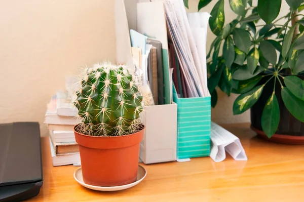 The big barbed green cactus is in the office near the scanner and folders with documents. The cactus is on the desktop and clears the air in the office