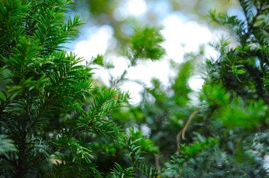 Yeşil bir köknar ağacının dalları mavi bulutlu gökyüzünün arka planına karşı. Güzel bir Noel ağacı arkaplanı. Yatay