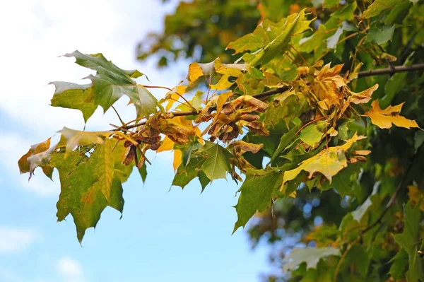 Large leaves of maple tree begin to yellow because the autumn came and soon the leaves will fall off. Horizontal