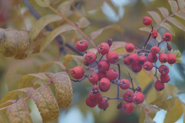 Vollfarbiges Horizontales Foto Herbstliche Textur Reife Trauben Von Vogelbeeren Und — Stockfoto