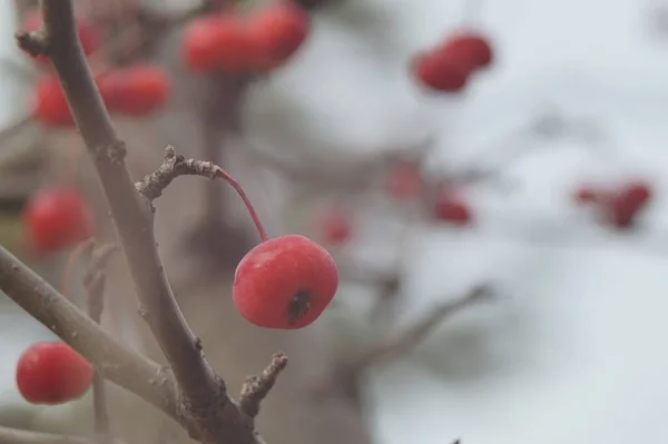 Vollfarbiges Horizontales Foto Rote Früchte Des Wilden Apfelbaums Spätherbst — Stockfoto