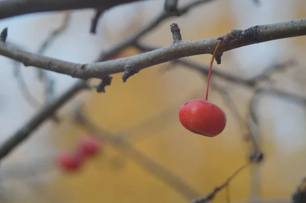 Vollfarbiges Horizontales Foto Rote Früchte Des Wilden Apfelbaums Spätherbst — Stockfoto