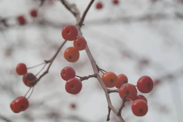 Photo Horizontale Couleur Fruits Rouges Pommier Sauvage Fin Automne — Photo