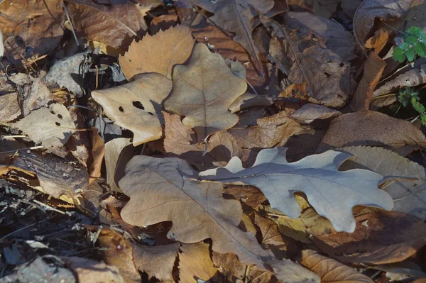 Full Color Horizontal Photo Autumn Texture Ground Covered Fallen Oak — Stock Photo, Image