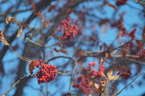 Vollfarbiges Horizontales Foto Herbstliche Textur Reife Trauben Von Vogelbeeren Und — Stockfoto